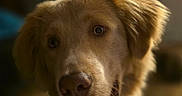 Koda joined the competition — help win amazing prizes! animal, canine, close_up, companion, dog, domestic_animal, ears, face, friendly, fur, golden_retriever, happy, indoor, mammal, mouth, nose, pet, portrait, smiling, teeth