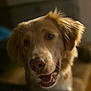 animal, canine, close_up, companion, dog, domestic_animal, ears, face, friendly, fur, golden_retriever, happy, indoor, mammal, mouth, nose, pet, portrait, smiling, teeth