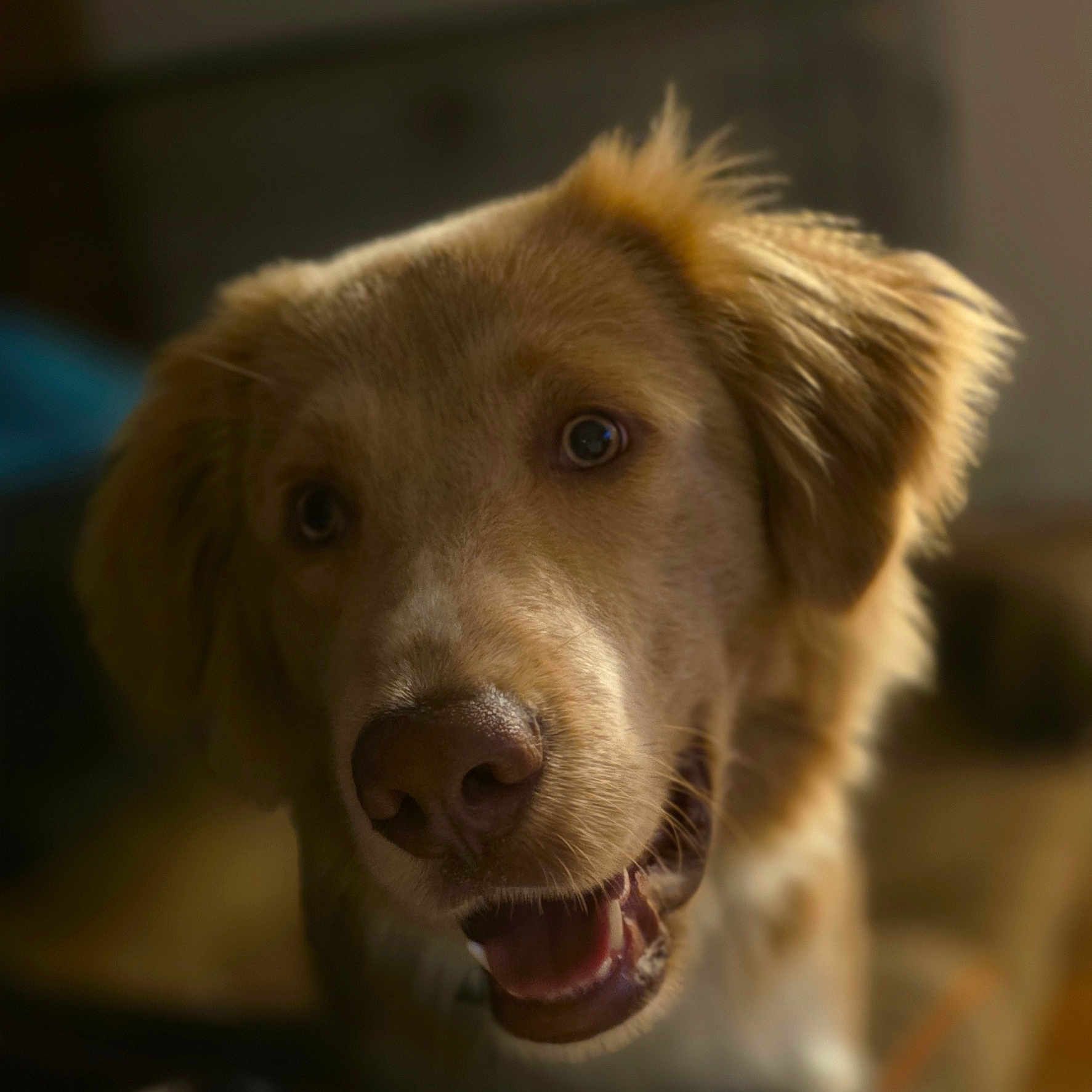 Koda joined the competition — help win amazing prizes! animal, canine, close_up, companion, dog, domestic_animal, ears, face, friendly, fur, golden_retriever, happy, indoor, mammal, mouth, nose, pet, portrait, smiling, teeth