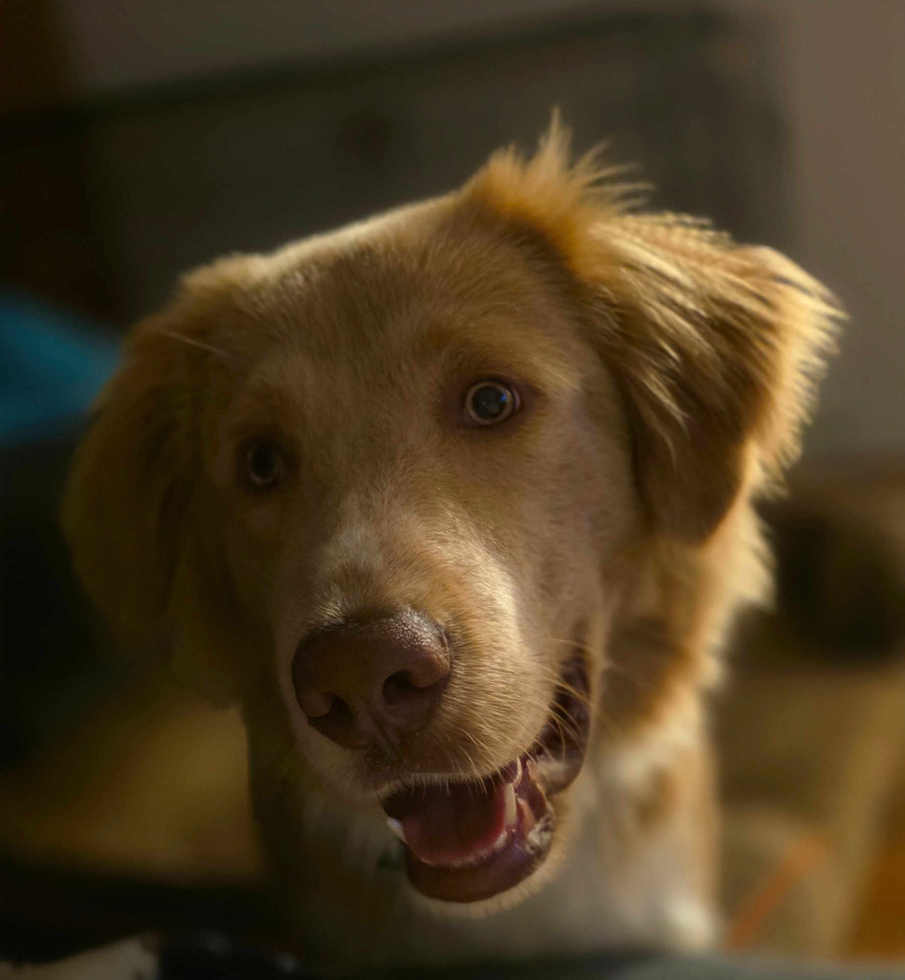 Koda