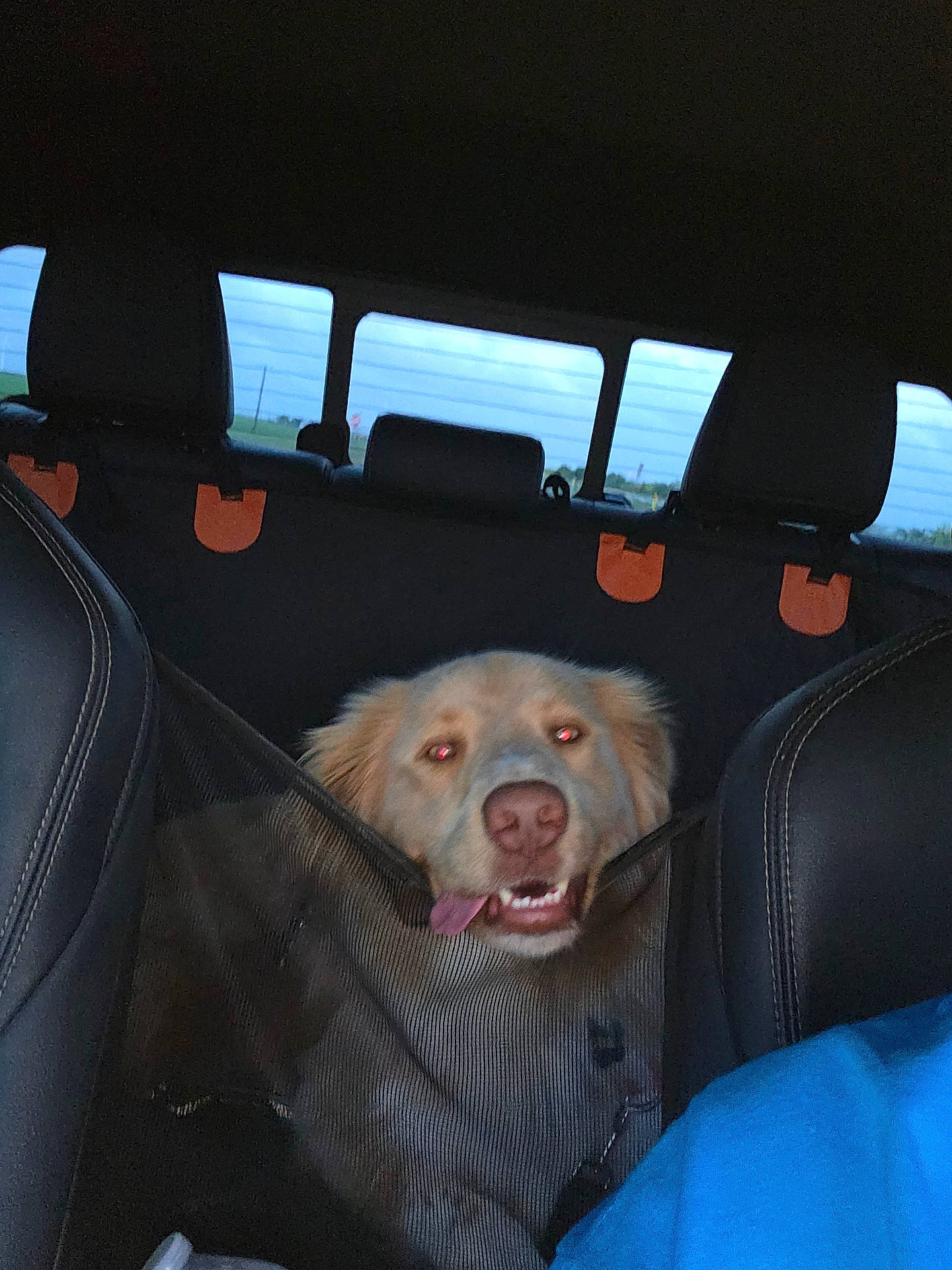 Koda