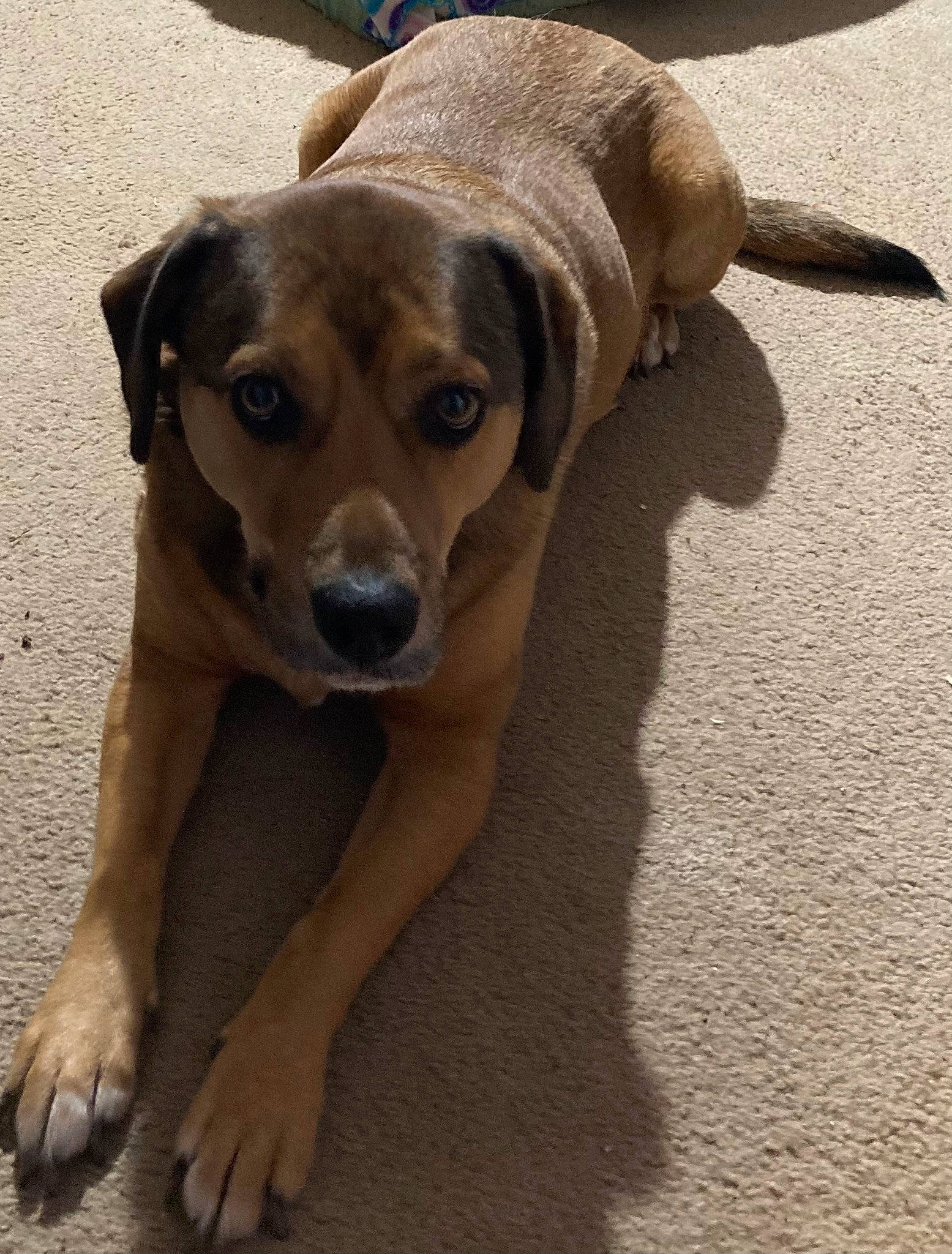 Brutus joined the competition — help win amazing prizes! canidae, carnivore, companion_dog, dog, dog_breed, fawn, flooring, paw, snout, sporting_group, terrestrial_animal, whiskers, working_animal, working_dog