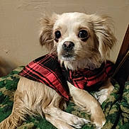 Trouble joined the competition — help win amazing prizes! dog, small_dog, pet, animal, fur, blanket, coat, plaid, red, black, brown, indoor, cute, looking, ears, face, paws, resting, canine, fur_texture