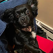 Marley joined the competition — help win amazing prizes! animal, black_dog, blanket, collar, companion, cozy, curious, cute, dog, domestic, ears, fur, furry, household, indoor, looking, pet, portrait, red_surface, sitting