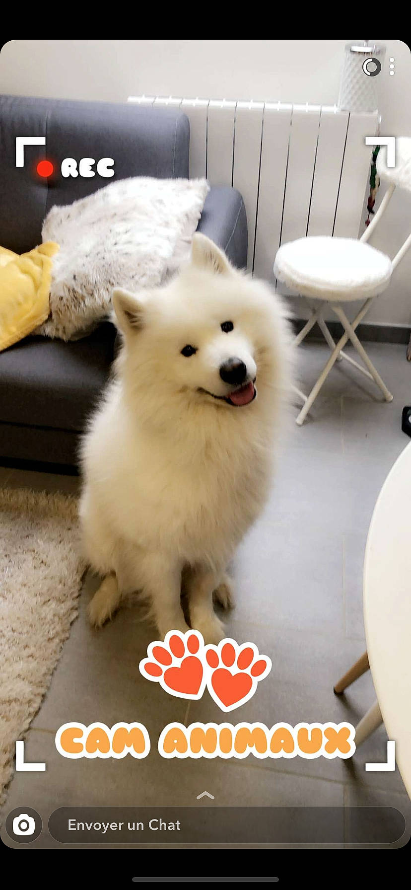 Isco participe au concours pour gagner de l'argent avec cette photo : canidae, carnivore, companion_dog, dog, dog_breed, german_spitz, german_spitz_klein, german_spitz_mittel, indian_spitz, japanese_spitz, mammal, non_sporting_group, photo_caption, pomeranian, puppy, rare_breed_dog, samoyed, spitz, vertebrate, volpino_italiano