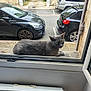 cat, gray_cat, green_eyes, windowsill, window, open_window, car, parked_car, street, suburban, outdoor, curious, pet, animal, daylight, side_view, feline, relaxed, quiet, residential