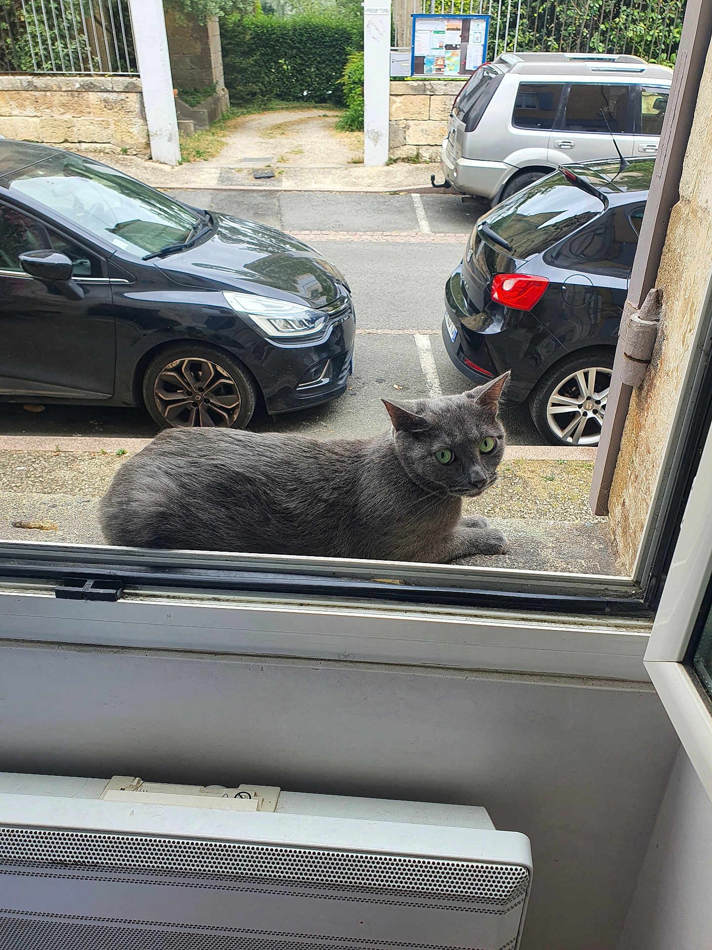 Coco participe au concours pour gagner de l'argent avec cette photo : cat, gray_cat, green_eyes, windowsill, window, open_window, car, parked_car, street, suburban, outdoor, curious, pet, animal, daylight, side_view, feline, relaxed, quiet, residential
