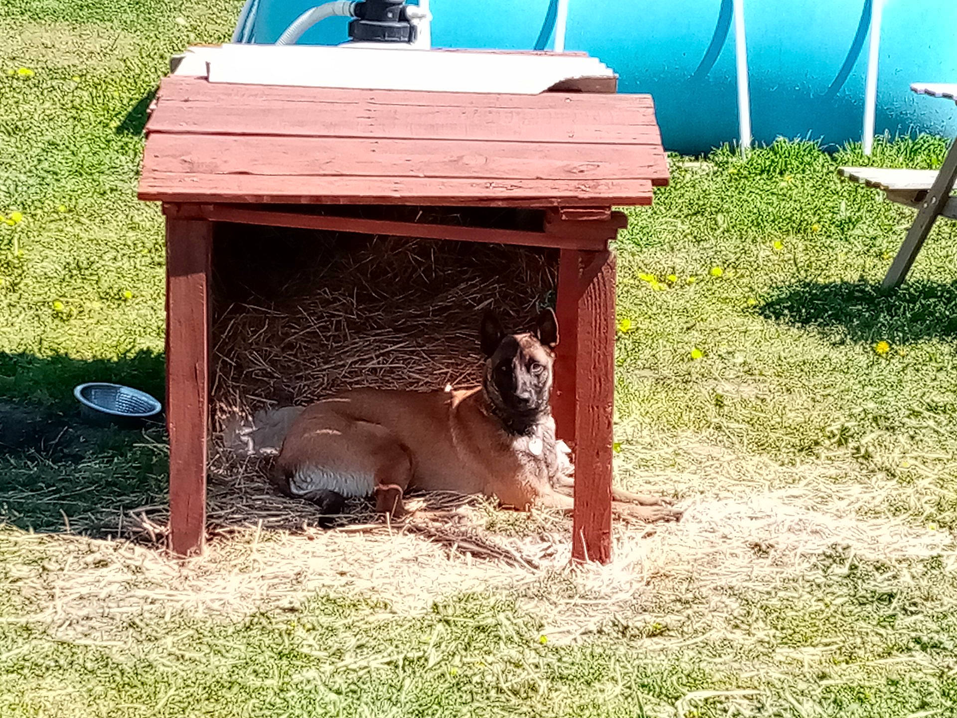 Roxy participe au concours pour gagner de l'argent avec cette photo : chair, dog, dog_breed, fawn, grass, grassland, landscape, leisure, liver, outdoor_furniture, pasture, pet_supply, rectangle, shade, soil, sporting_group, terrestrial_animal, wildlife, wood, working_animal