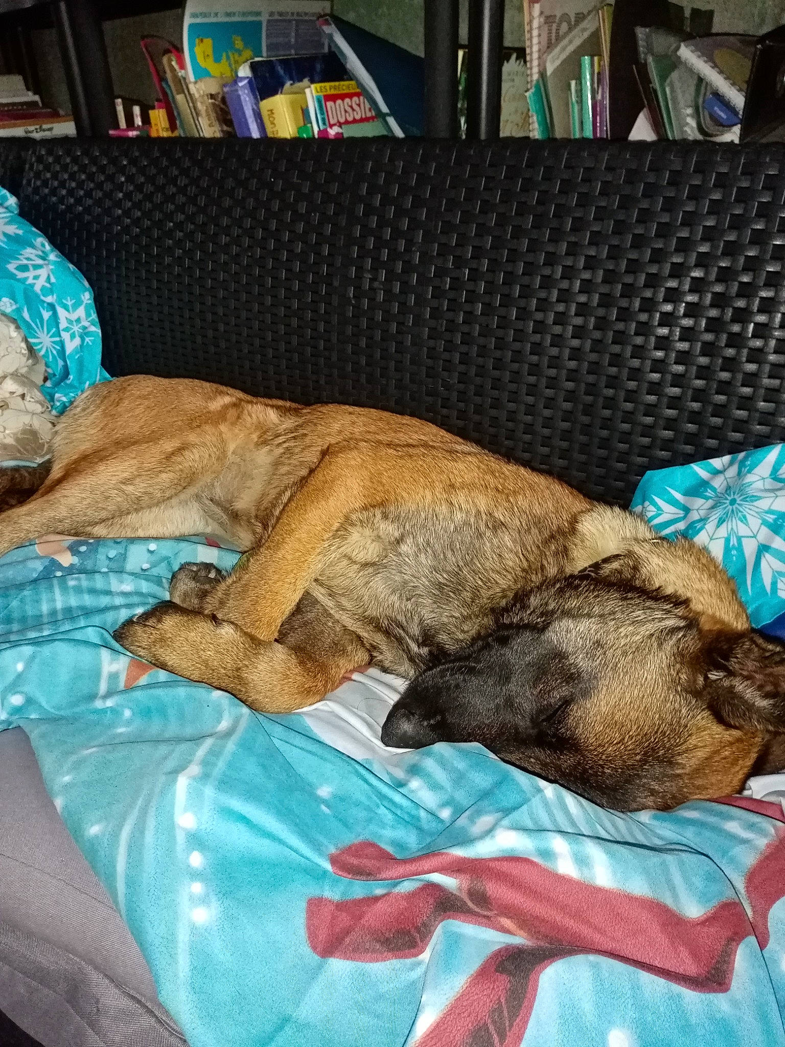 Roxy a rejoint le concours — aidez-le/la à gagner de superbes lots ! bedding, bedtime, canidae, carnivore, comfort, companion_dog, dog, dog_breed, duvet, fawn, felidae, fur, human_leg, linens, mammal, nap, room, sleep, sporting_group, terrestrial_animal