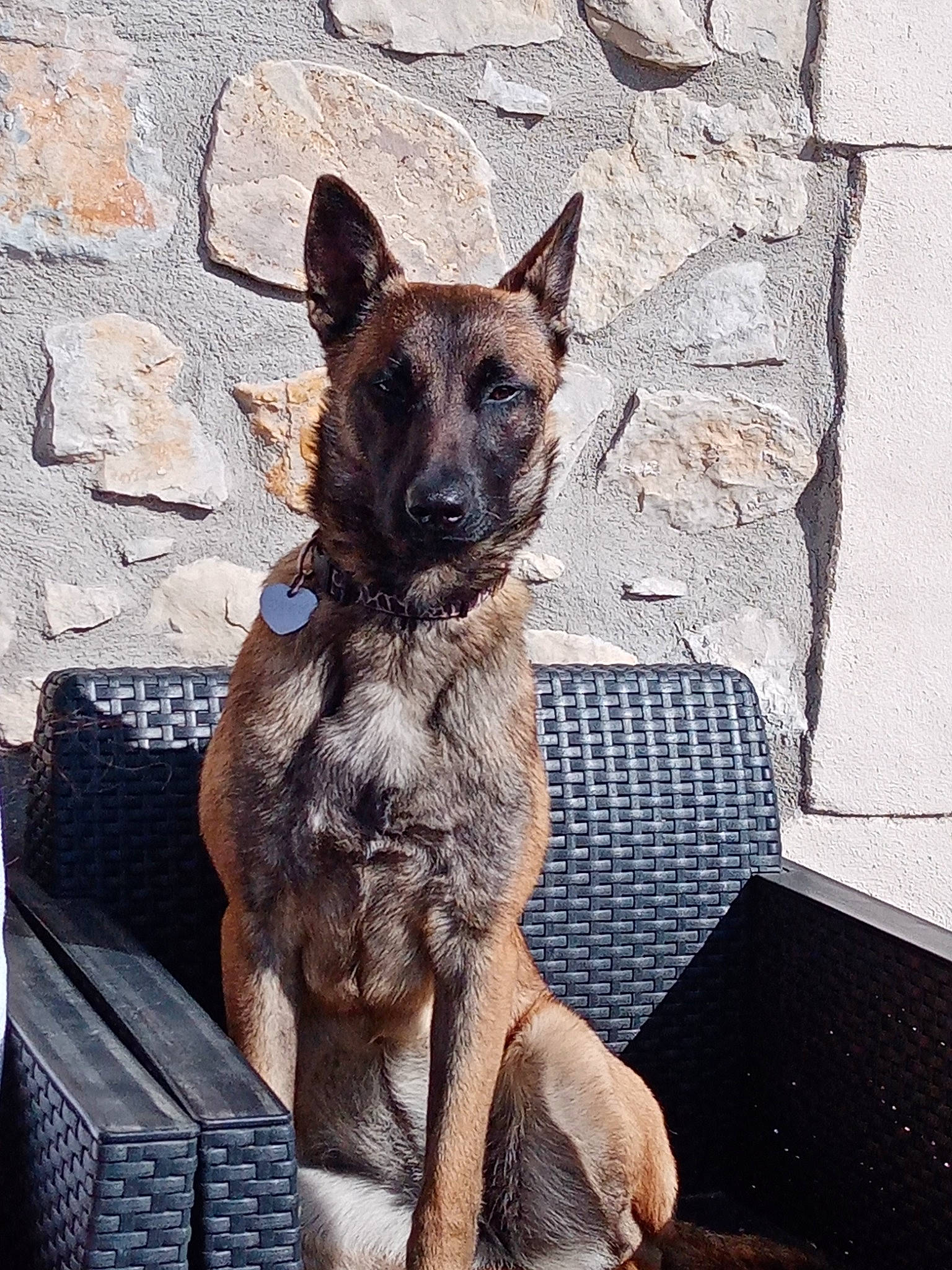 Roxy a rejoint le concours — aidez-le/la à gagner de superbes lots ! canidae, carnivore, computer_keyboard, dog, dog_breed, fawn, fur, german_shepherd_dog, grey, herding_dog, pet_supply, plant, snout, sporting_group, terrestrial_animal, working_animal, working_dog