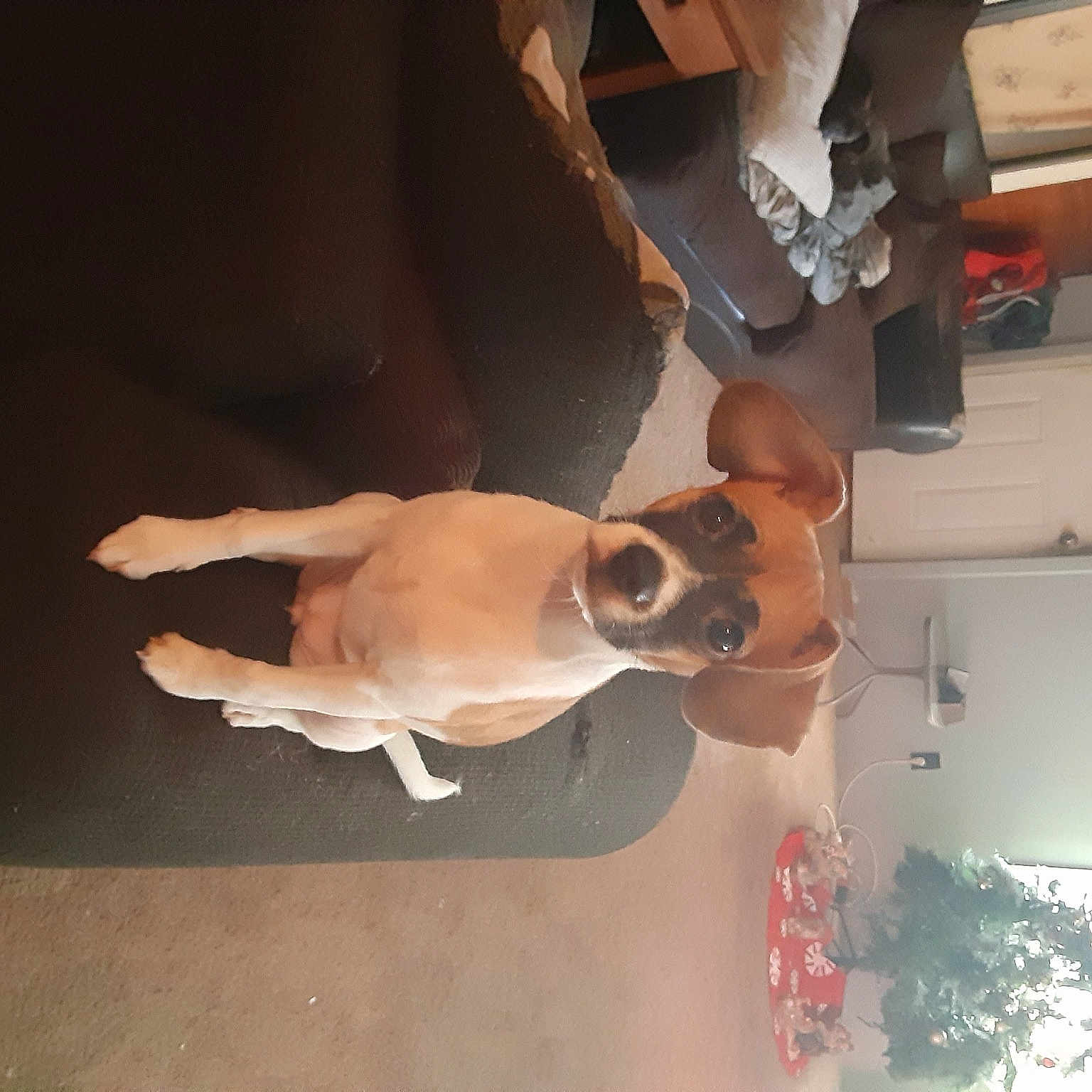 Zeva joined the competition — help win amazing prizes! barechested, canidae, carnivore, companion_dog, dog, dog_breed, fawn, goggles, non_sporting_group, snout, sporting_group, sunglasses, working_animal, working_dog