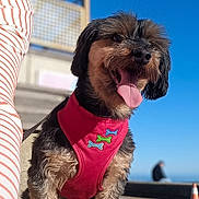 Mocky participe au concours pour gagner de l'argent avec cette photo : dog, small_dog, red_harness, outdoor, sunny, blue_sky, wooden_boardwalk, tongue_out, happy, pet, canine, fur, daylight, person_partial, striped_shirt, leash, sitting, closeup, playful, animal