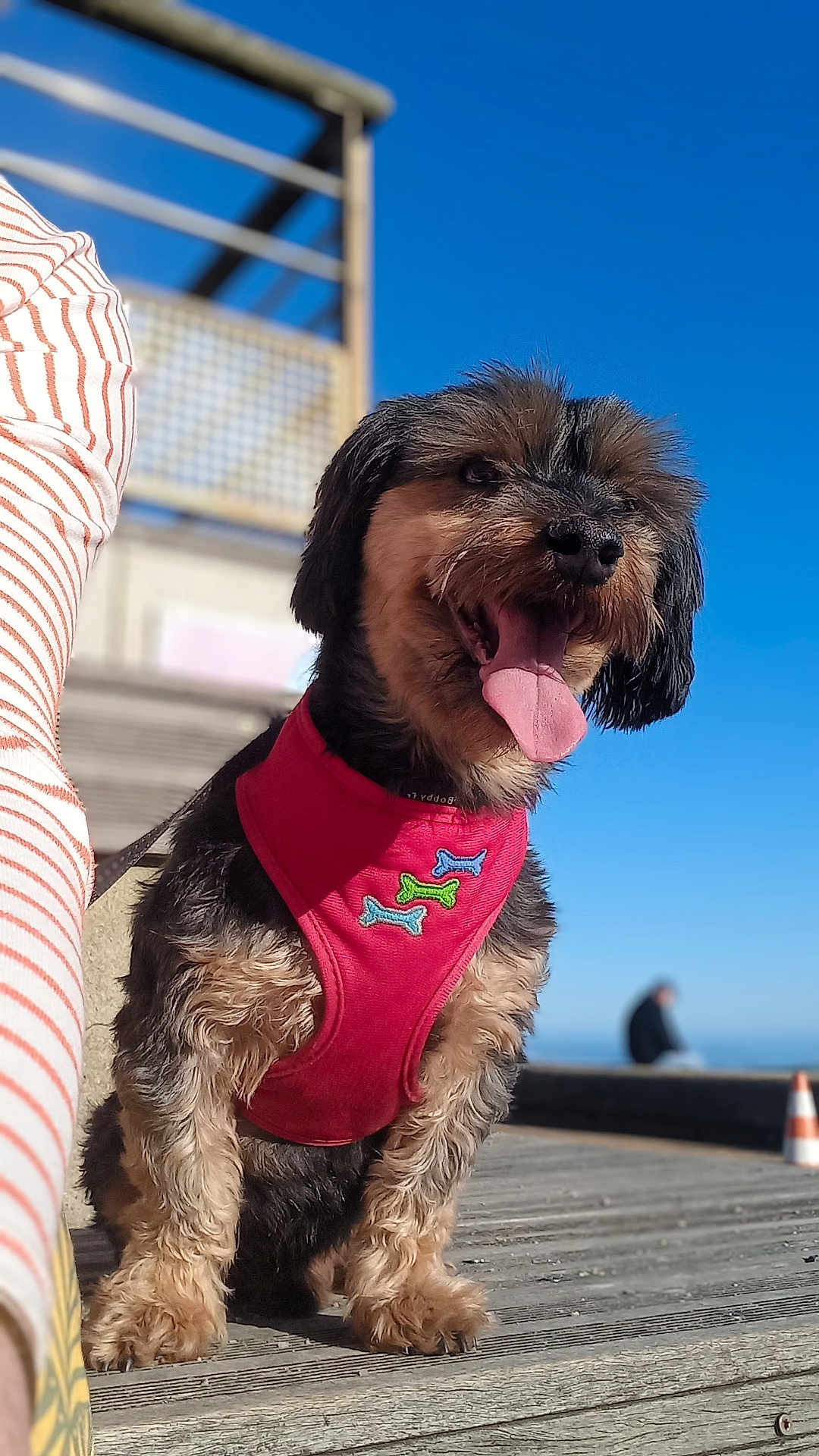 Mocky participe au concours pour gagner de l'argent avec cette photo : dog, small_dog, red_harness, outdoor, sunny, blue_sky, wooden_boardwalk, tongue_out, happy, pet, canine, fur, daylight, person_partial, striped_shirt, leash, sitting, closeup, playful, animal