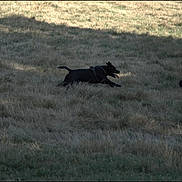 Vasko a rejoint le concours — aidez-le/la à gagner de superbes lots ! active, animal, black_dog, canine, chase, daylight, dog, field, grass, grassland, harness, movement, nature, outdoor, pet, playful, running, shadow, tongue_out, two_animals