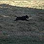 active, animal, black_dog, canine, chase, daylight, dog, field, grass, grassland, harness, movement, nature, outdoor, pet, playful, running, shadow, tongue_out, two_animals