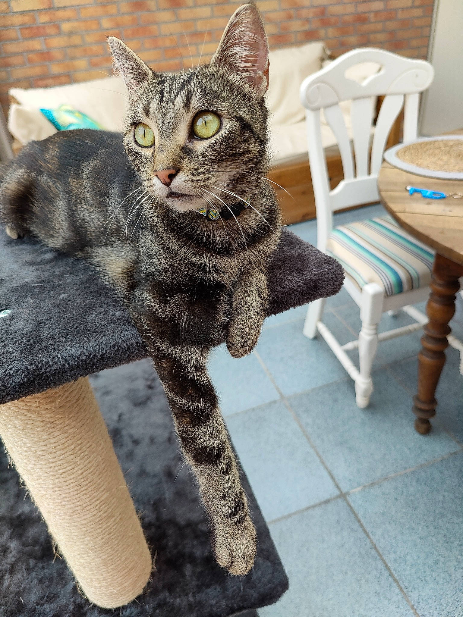 Choupi participe au concours pour gagner de l'argent avec cette photo : carnivore, cat, chair, claw, domestic_short_haired_cat, felidae, flooring, fur, grey, hardwood, outdoor_furniture, paw, sitting, small_to_medium_sized_cats, snout, tail, terrestrial_animal, whiskers, wildlife, wood