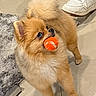 dog, pomeranian, tennis_ball, pet, indoor, floor, tile, rug, footwear, sneakers, jeans, animal, cute, playful, fur, small_dog, domestic_animal, looking_up, standing, toy