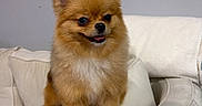 Luciana joined the competition — help win amazing prizes! animal, brown_fur, chair, cozy, cushion, cute, dog, domestic_animal, fluffy, furniture, indoor, living_room, painting, pet, pomeranian, sitting, small_dog, tongue_out, wall, white_fur