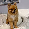 Luciana joined the competition — help win amazing prizes! dog, pomeranian, small_dog, fluffy, sitting, indoor, chair, cushion, pet, animal, cute, tongue_out, furniture, living_room, painting, wall, cozy, brown_fur, white_fur, domestic_animal