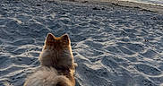 Luciana joined the competition — help win amazing prizes! dog, beach, sand, sunset, ocean, water, sky, clouds, person, animal, outdoor, nature, sun, shore, coast, walking, fluffy, pet, scenic, relaxation