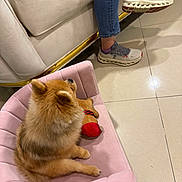 Luciana is registered to the contest to win money with this photo: dog, fluffy, toy, pink_chair, indoor, person, jeans, sneakers, sofa, floor, relaxing, pet, furniture, casual, home, cozy, seated, brown_dog, small_dog, resting