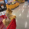 Luciana is registered to the contest to win money with this photo: dog, shopping_cart, grocery_store, produce, fruit, aisle, floor, person, shelf, bag, leash, pet, shopping, retail, store_interior, brown_dog, small_dog, curious, pink_harness, red_cart