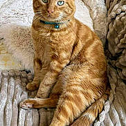 Carotte participe au concours pour gagner de l'argent avec cette photo : cat, orange_tabby, pet, feline, collar, bell, green_eyes, fur, whiskers, sitting, relaxed, plush_blanket, cushions, indoor, cozy, portrait, animal, cute, domestic_cat, striped_fur