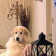 Pétunia a rejoint le concours — aidez-le/la à gagner de superbes lots ! dog, fluffy, indoor, decor, lantern, candle_holder, flowers, table, blanket, wallpaper, vase, cozy, pet, fur, animal, relaxed, home, furniture, light, portrait