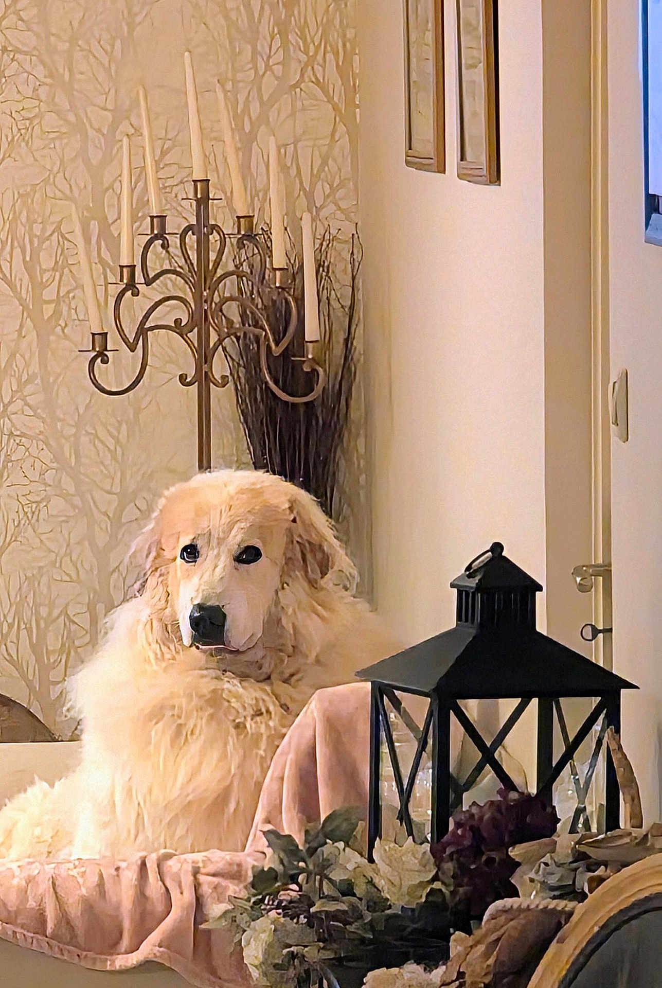 Pétunia a rejoint le concours — aidez-le/la à gagner de superbes lots ! dog, fluffy, indoor, decor, lantern, candle_holder, flowers, table, blanket, wallpaper, vase, cozy, pet, fur, animal, relaxed, home, furniture, light, portrait