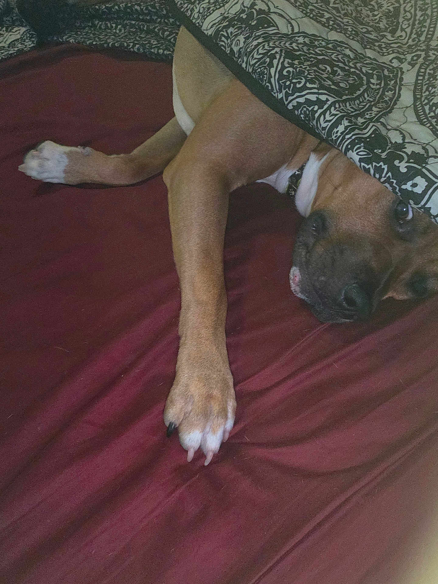 Munchkin