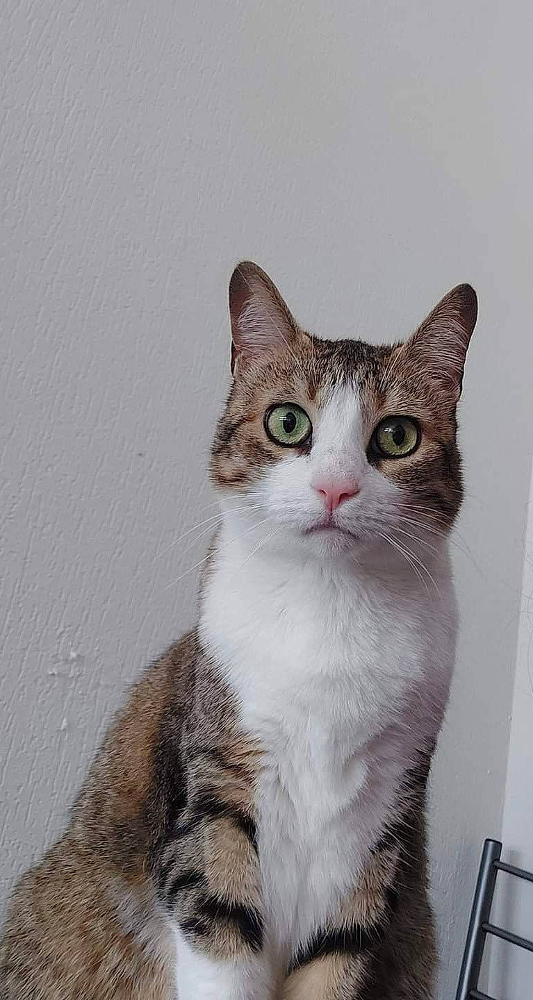 Love participe au concours pour gagner de l'argent avec cette photo : art, carnivore, cat, domestic_short_haired_cat, door, felidae, fur, illustration, iris, paint, paw, photo_caption, small_to_medium_sized_cats, snout, tail, whiskers, window