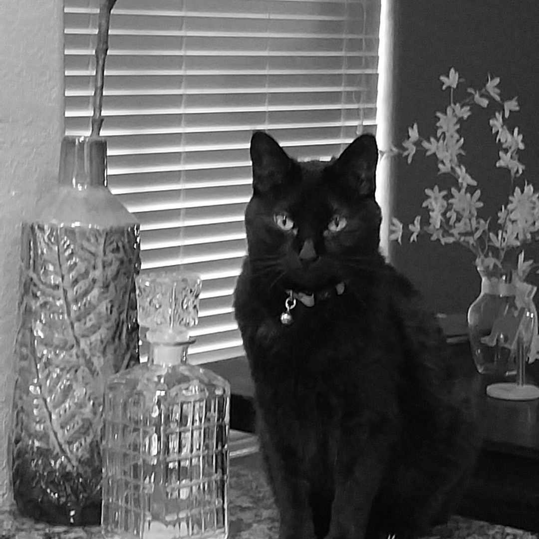 Salem is registered to the contest to win money with this photo: animal, bell, black_cat, cat, collar, countertop, decor, feline, glass_bottle, granite, indoor, light, monochrome, pet, plant, shadow, sitting, still_life, vase, window_blinds