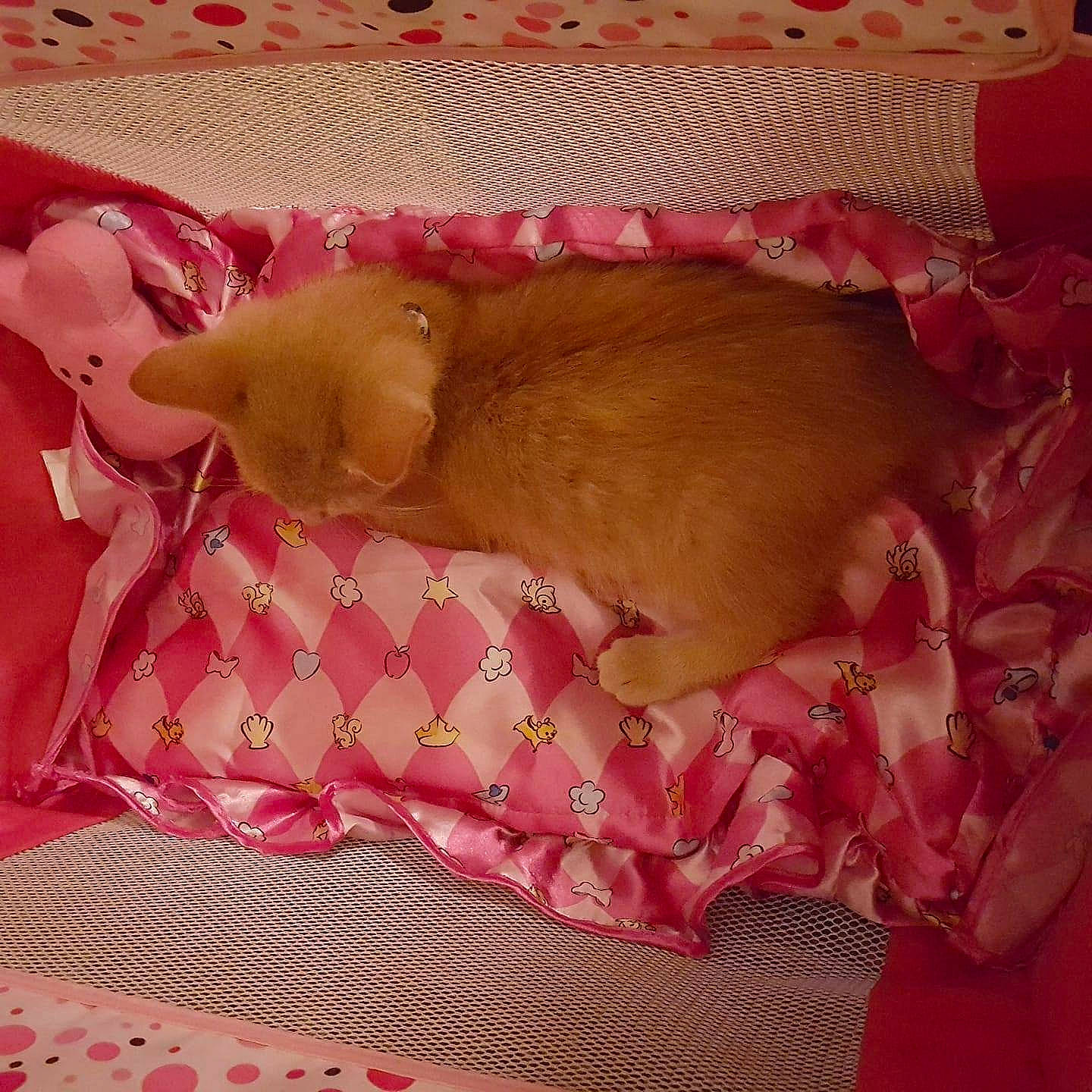 Zander is registered to the contest to win money with this photo: carnivoran, cat, infant, kitten, pink, small_to_medium_sized_cats, tail, whiskers