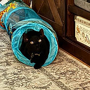Tay is registered to the contest to win money with this photo: black_cat, cat, pet, animal, tunnel, cat_toy, indoors, rug, wooden_furniture, blue, turquoise, collar, sitting, lying_down, glowing_eyes, portrait, cozy, home, playful, feline