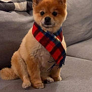 Todd joined the competition — help win amazing prizes! dog, pet, scarf, plaid, indoor, couch, blanket, furniture, brown_fur, small_dog, sitting, cozy, cute, portrait, animal, domestic, companion, alert, home, warm