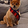 dog, pet, scarf, plaid, indoor, couch, blanket, furniture, brown_fur, small_dog, sitting, cozy, cute, portrait, animal, domestic, companion, alert, home, warm