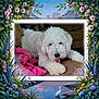 animal, bird, couch, dog, face, flower_frame, fluffy, fur, heron, illustration, indoor, nature_scene, nose, pet, pink_cloth, relaxed, rocks, tongue, water, white_dog