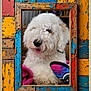 Marlie joined the competition — help win amazing prizes! butterfly_toy, close_up, colorful_frame, cozy, curly_fur, cute, decor, dog, fluffy, furniture, indoor, pet, pink_blanket, playful, portrait, rustic, tongue_out, toy, white_dog, wooden_frame