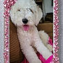 Marlie joined the competition — help win amazing prizes! animal, companion, couch, cozy, curly_fur, cute, decorative_frame, dog, fluffy, furniture, heart_frame, home, indoor, living_room, pet, pink_blanket, playful, relaxed, tongue_out, white_dog
