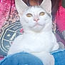 cat, white_cat, amber_eyes, pet, animal, lap, jeans, person, shirt, graphic_tshirt, indoor, closeup, curious, feline, whiskers, ears, fur, resting, casual, seated