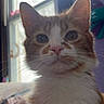 cat, orange_cat, white_fur, indoor, window, whiskers, face, ears, curious, pet, feline, closeup, portrait, domestic_cat, animal, fur, looking, cute, eyes, home