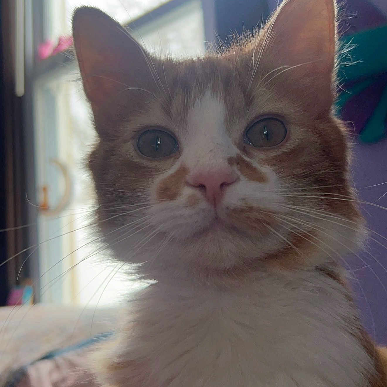 Leo is registered to the contest to win money with this photo: cat, orange_cat, white_fur, indoor, window, whiskers, face, ears, curious, pet, feline, closeup, portrait, domestic_cat, animal, fur, looking, cute, eyes, home