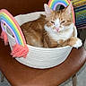 Leo is registered to the contest to win money with this photo: cat, basket, rainbow, chair, feline, pet, indoor, relaxed, orange_cat, white_cat, woven_basket, colorful, cozy, domestic_cat, cute, resting, animal, fur, seat, household