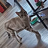 cat, pet, animal, tabby, striped_fur, sitting, indoors, floor, shadow, food_bowl, home, furniture, curious, looking_at_camera, whiskers, ears, tail, paws, festive_decorations, photography