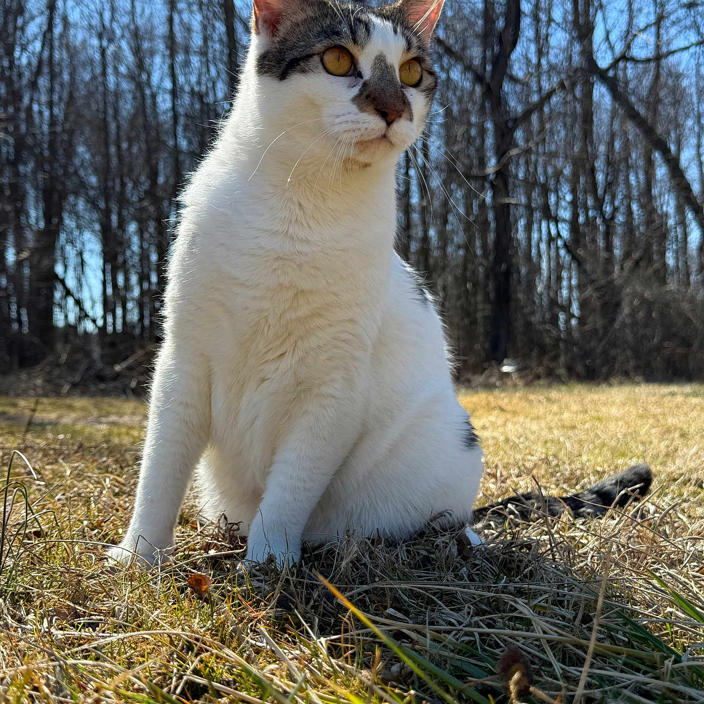 Tyler joined the competition — help win amazing prizes! alert, alone, animal, cat, daytime, field, fur, grass, gray, leafless_trees, mammal, nature, outdoor, pet, sitting, sky, sunlight, tree, whiskers, white