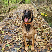 Sansa a rejoint le concours — aidez-le/la à gagner de superbes lots ! dog, german_shepherd, canine, bridge, wooden_bridge, leaves, autumn, forest, trees, outdoor, nature, tongue_out, happy, pet, animal, sitting, smiling, collar, pathway, greenery