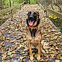 dog, german_shepherd, canine, bridge, wooden_bridge, leaves, autumn, forest, trees, outdoor, nature, tongue_out, happy, pet, animal, sitting, smiling, collar, pathway, greenery