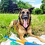 dog, german_shepherd, grass, field, outdoor, sky, clouds, trees, happy, tongue_out, blanket, toy, nature, summer, pet, canine, animal, greenery, sunny, relaxed