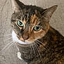 Cupcake is registered to the contest to win money with this photo: cat, tabby_cat, green_eyes, pet, animal, fur, whiskers, close_up, indoor, carpet, looking_up, cute, domestic_cat, mammal, feline, portrait, sitting, curious, ears