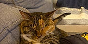 Cupcake joined the competition — help win amazing prizes! cat, tabby, sleeping, paw, couch, cushion, blanket, indoor, pet, feline, relaxed, fur, striped, orange, brown, black, white, cozy, resting, home
